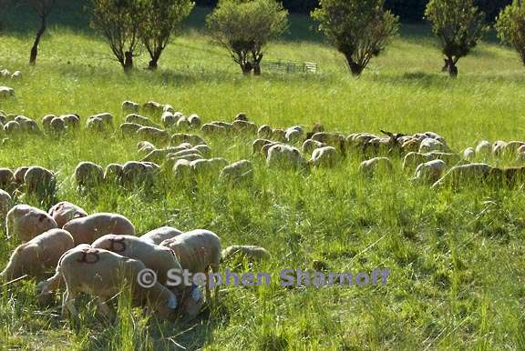 sheep 10 graphic